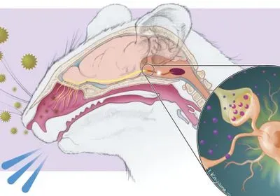 Illustration showing how a mouse study identifies the brain regions and specific signaling factors that regulate the sneeze response.